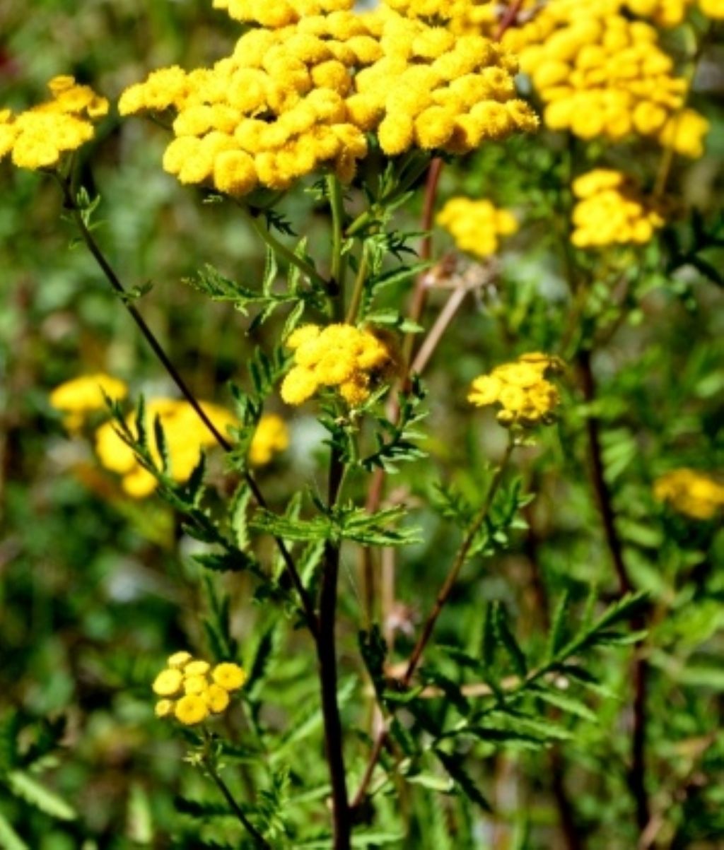 Tanacetum vulgare / Tanaceto